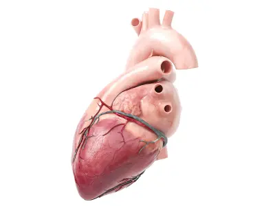  Human Heart v2 Animated 