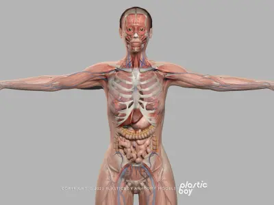  BLENDER RIGGED Complete Male Female Anatomy PACK V9 - 2024 