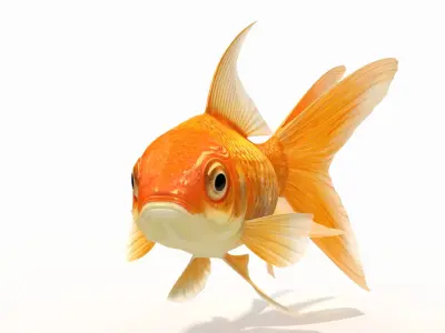  Goldfish 2 (Animated) 
