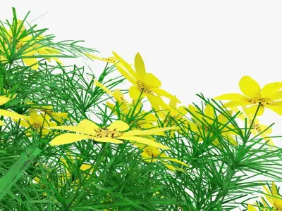 Coreopsis verticillata Grandiflora 3D model