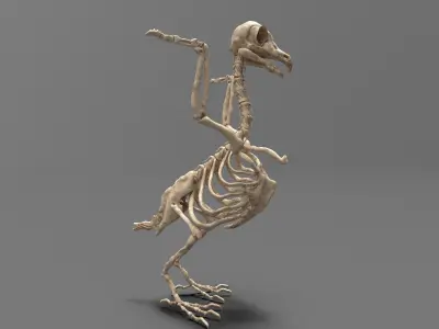 Birds - Skeletal  Low-poly 3D model purchase