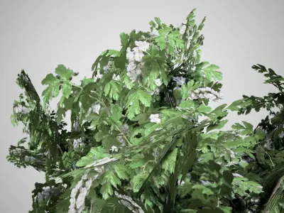 Common Hawthorn Flowers Tree Low-poly 3D model