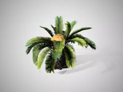 Sago Palm Tree Low-poly 3D model