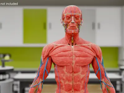  Human Anatomy Male Muscular and Vascular System 