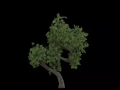 Pack x 10 Miscellaneous Trees 3D model