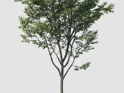 Park bench with animated tree 3D model