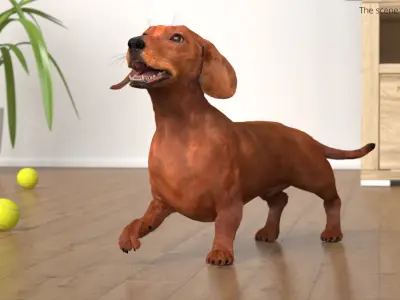  Purebred Dachshund Pet with Sleek Fur Rigged for Cinema 4D 