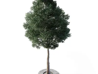 Small Leaved Lime Tree 5m Low-poly 3D model