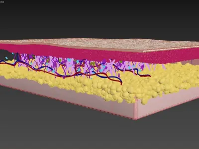  Skin Cross Section Healthy 
