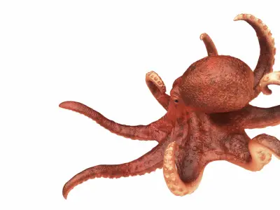  Realistic Octopus Rigged Animated 