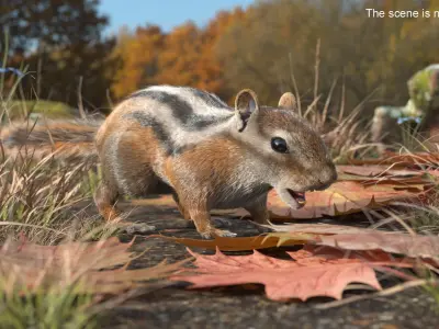  Forest Rodent Chipmunk Fur 