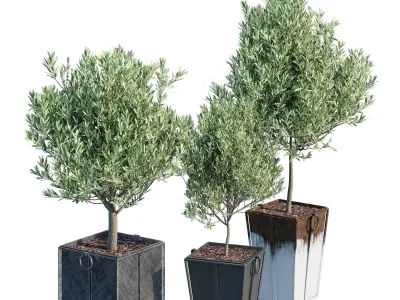 Trinway three olive trees in pots 3D model