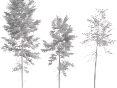 Tall Forest Pine Trees Pack Low-poly 3D model