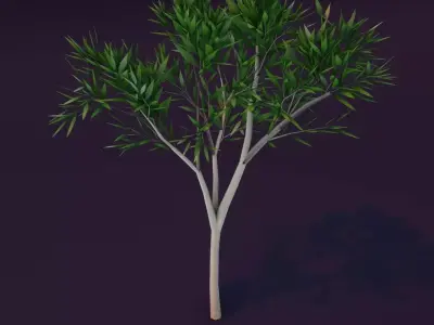 Cartoon Eucalyptus Tree 3D Model Low-poly 3D model