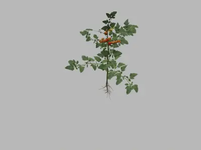 Tomato plant 3D model