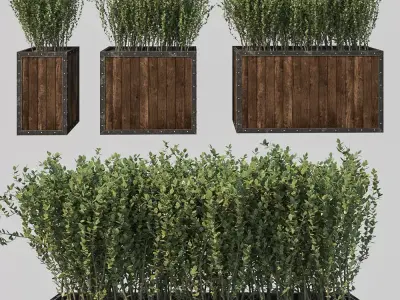 Street bush in a box I 3D model