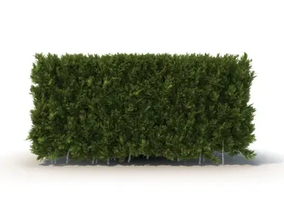 Hedge 3D model
