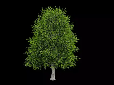 Realistic Tree Low-poly 3D model