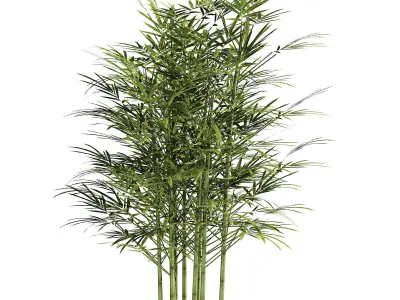 bamboo  3D model