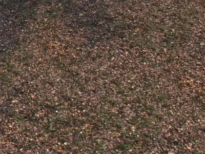 Autumn foliage in the forest 3D model