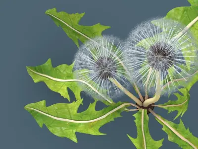 Dandelion 3D model