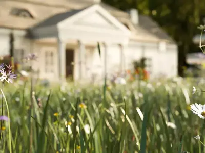 European Meadow Flora Realistic 3D Plants Full Collection Low-poly 3D model