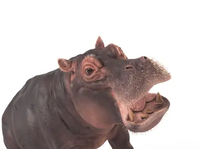  Hippo Textured 