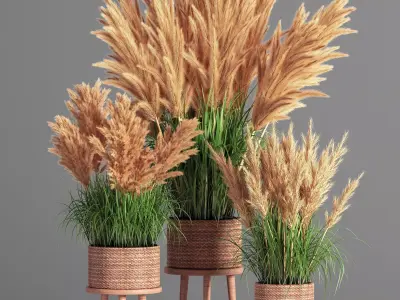 Indoor Plant Set 49  pampas 3D model
