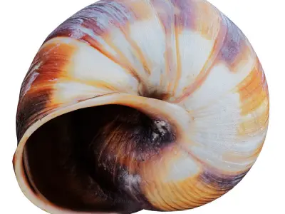 Empty Shell Snail 3D model