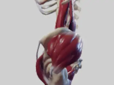 The Pelvic Floor And Post Abdominal Wall Muscles Low-poly 3D model