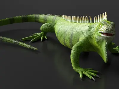 Iguana Reptile Creature Rigged for Cinema 4D 