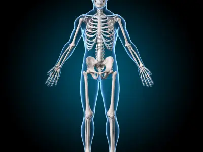  Muscles and Skeleton - Rigged 