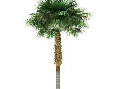 Sabal Palm Tree 3D Model 8m 3D model
