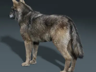  Gray Wolf(FUR)(RIGGED) 