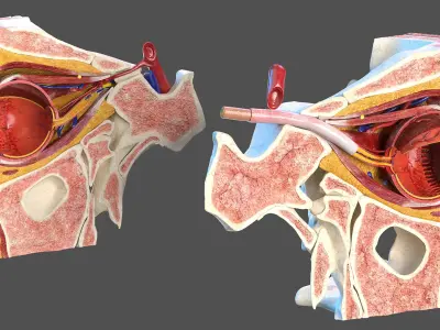  Eye Anatomy Cross-Section 