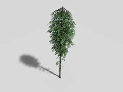 tall pine tree Low-poly 3D model