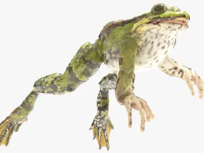  Spotted Croaking Frog Animated Rigged for Blender 