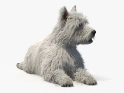  West Highland White Terrier Fur Rigged for Maya 
