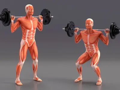  Anatomy Male Muscular System Squats Animated Rigged for Maya 