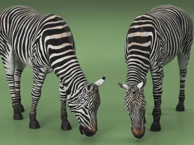  Zebra of Serengeti Eating 