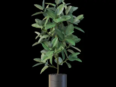 Plants collection 877 3D model