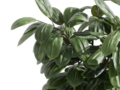 Indoor plant 407 plant ficus rubbery tree 3D model