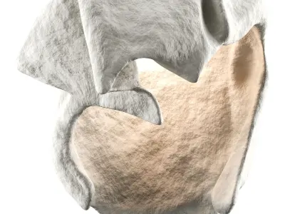 Castimonia Corporis Low-poly 3D model