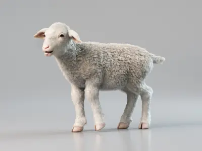  Lamb Rigged Animated with Fur 
