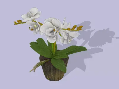 butterfly orchid Low-poly 3D model