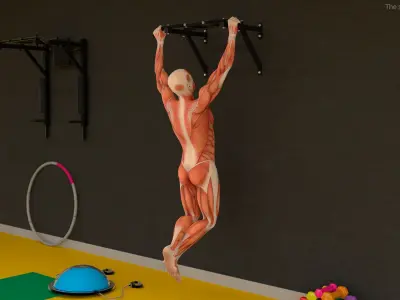  Anatomy Male Muscular System Pull-up Animated Rigged 