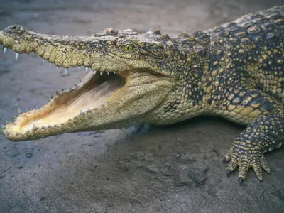  Siamese Crocodile Rigged 