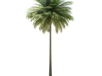 Coconut Palm Tree 3D Model 10m 3D model
