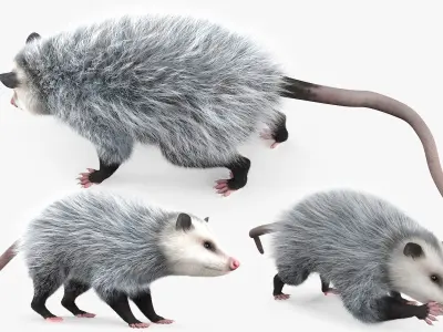  Opossum Eating Fur Animated Rigged for Maya 