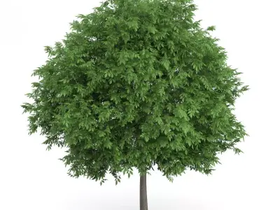 Common Walnut Tree Juglans regia 3D model